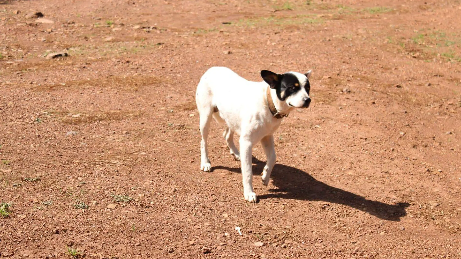 perrito perro mascota animales